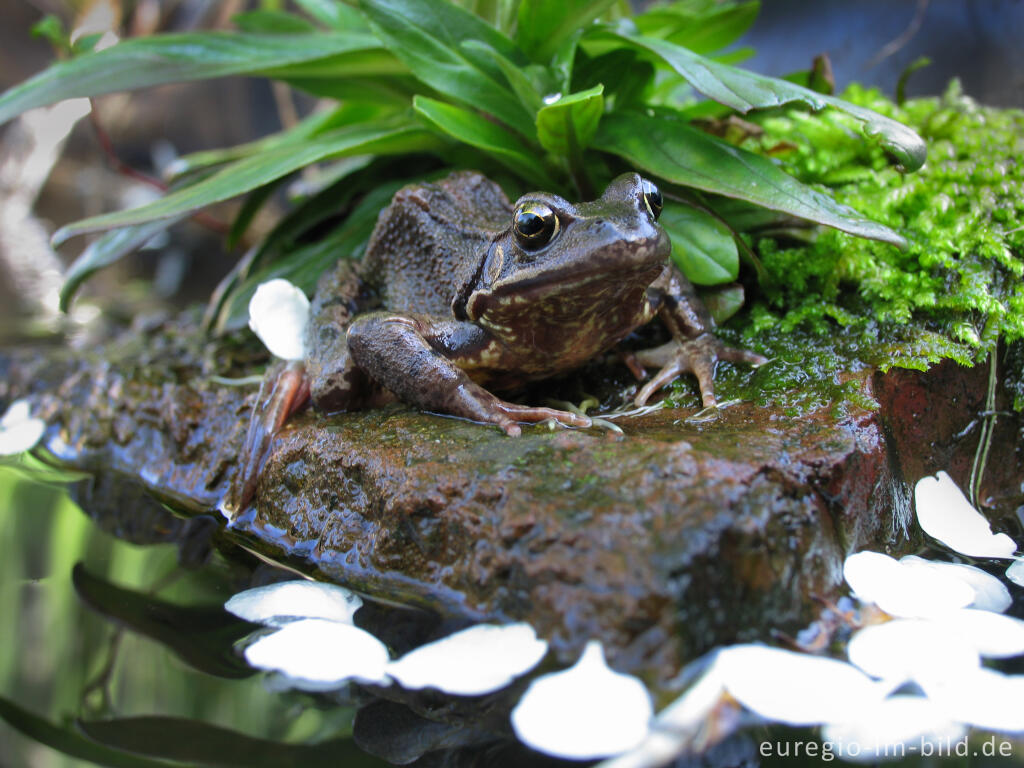 Detailansicht von Grasfrosch, Rana temporaria