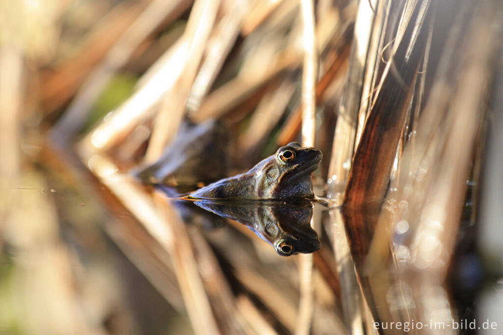 Detailansicht von Grasfrosch, Rana temporaria