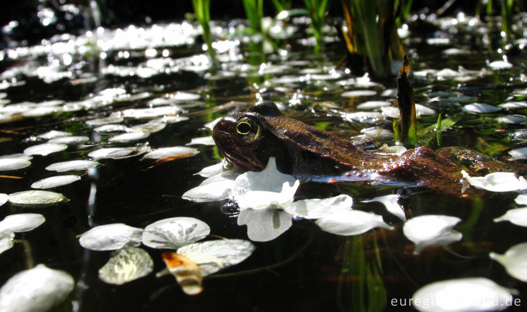 Detailansicht von Grasfrosch, Rana temporaria