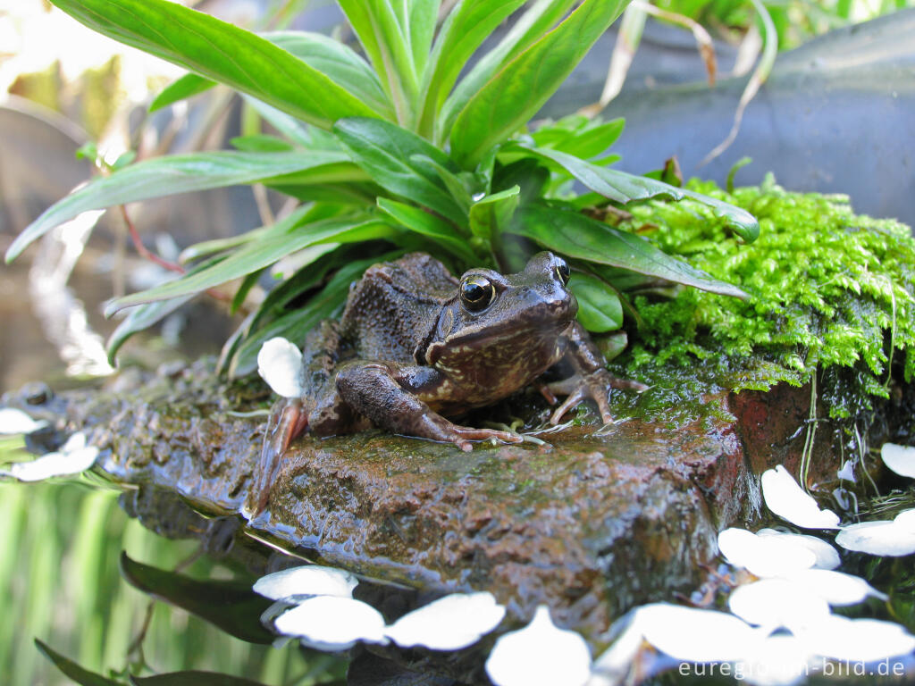 Detailansicht von Grasfrosch, Rana temporaria