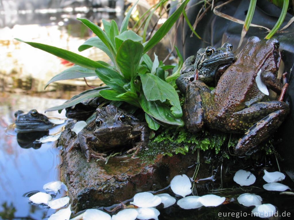 Detailansicht von Grasfrosch, Rana temporaria