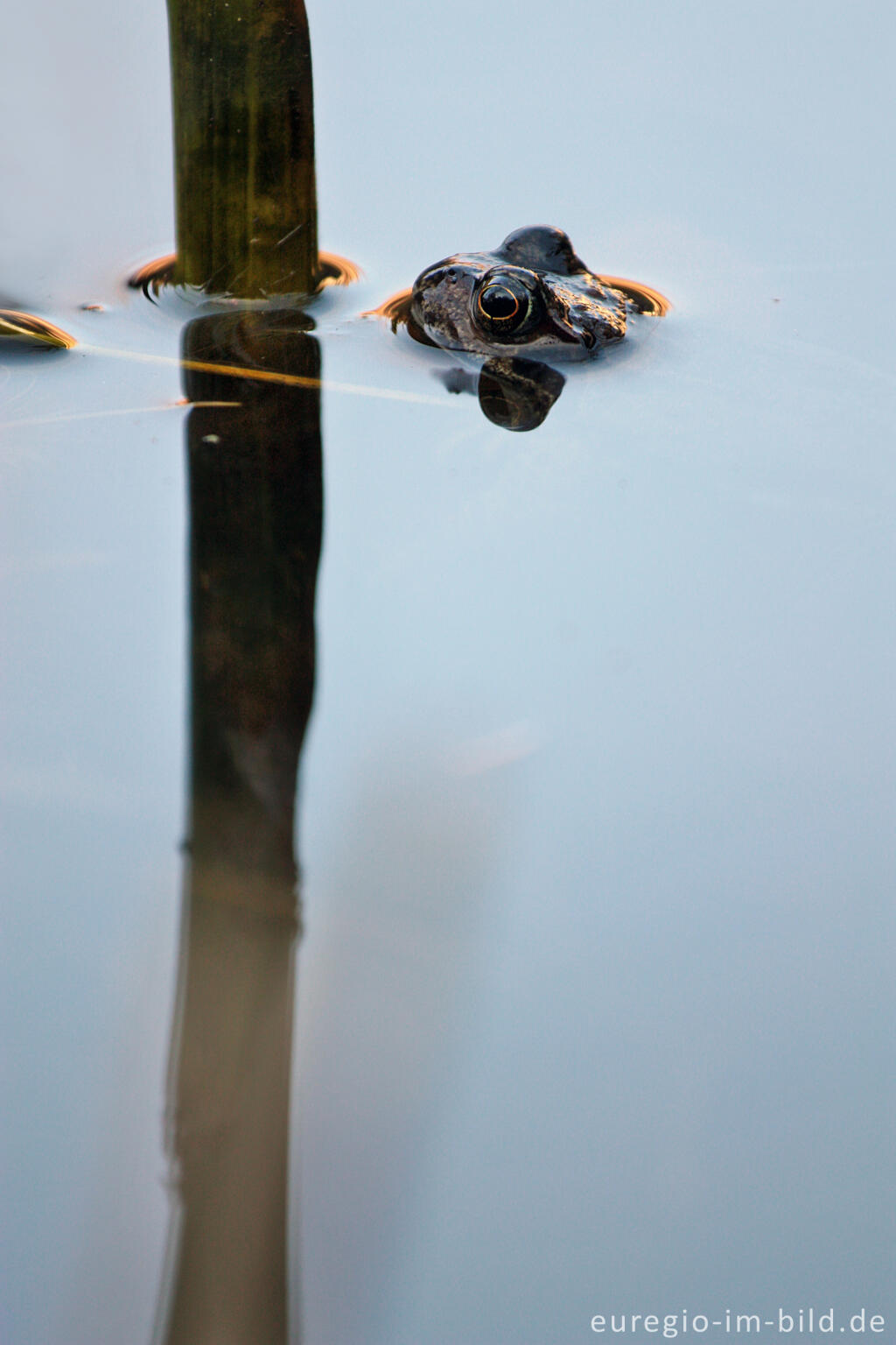 Detailansicht von Grasfrosch, Rana temporaria