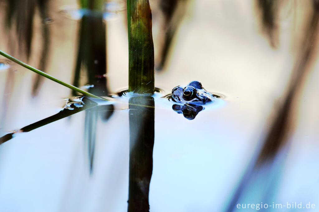 Detailansicht von Grasfrosch, Rana temporaria