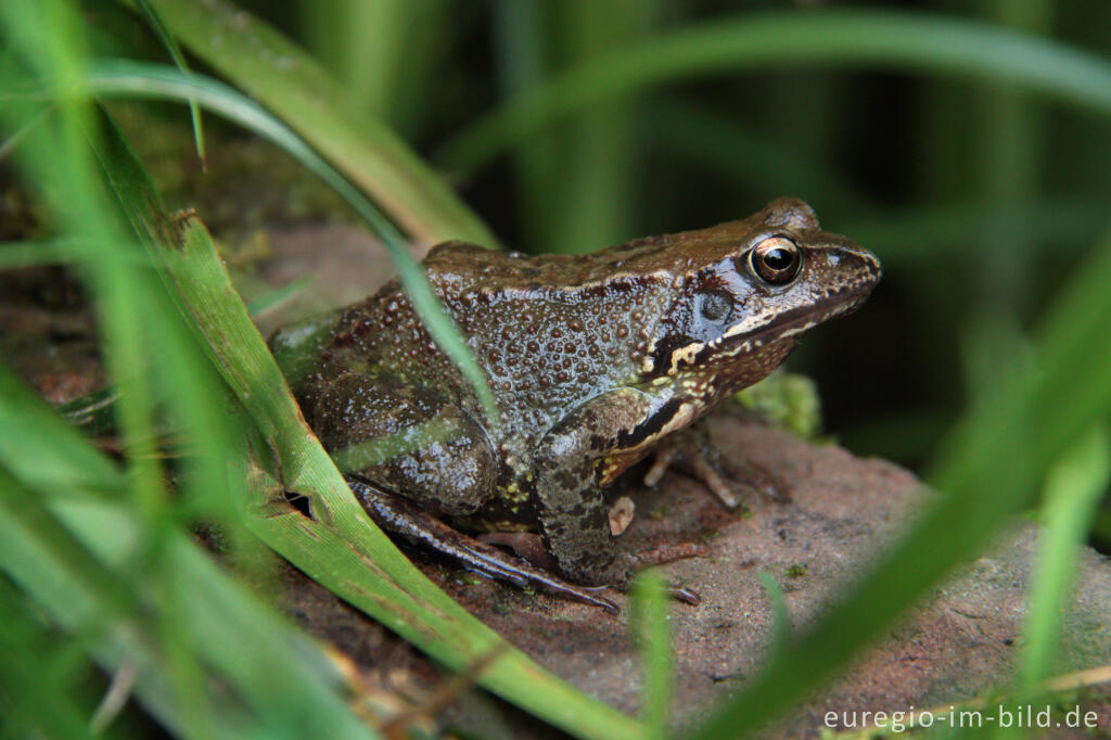 Detailansicht von Grasfrosch, Rana temporaria, in einem Gartenteich