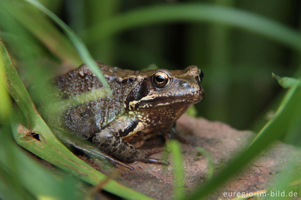 Detailansicht von Grasfrosch Rana temporaria, in einem Gartenteich