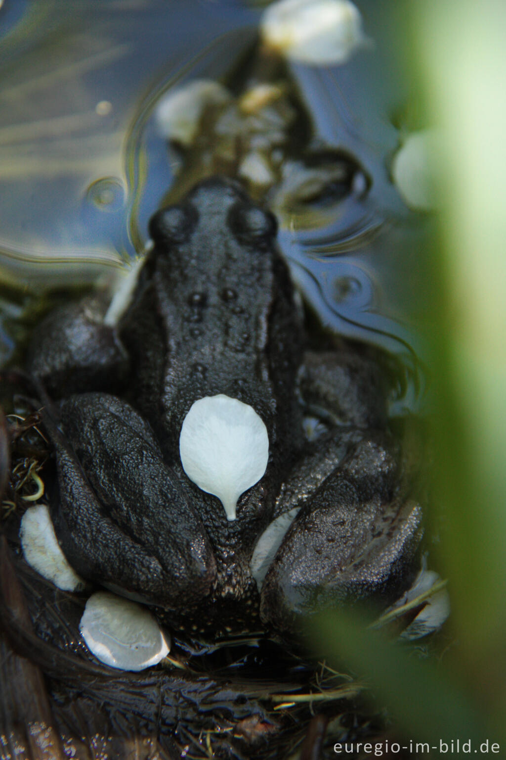 Detailansicht von Grasfrosch, Rana temporaria, mit Blütenblättern