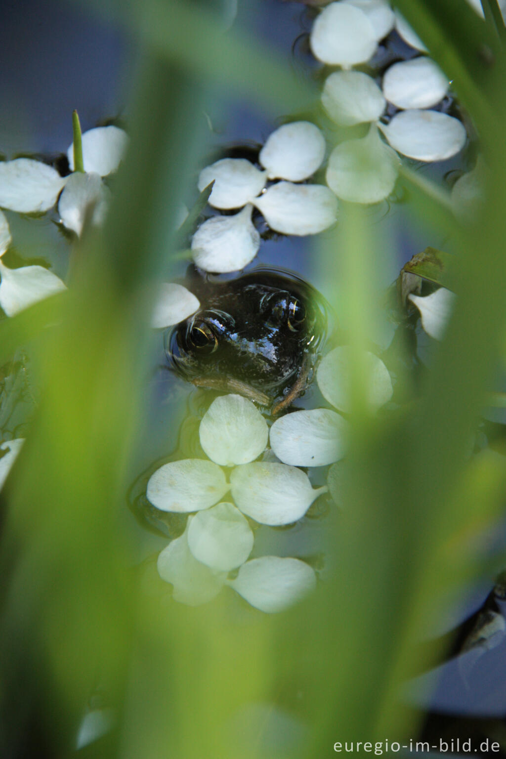 Detailansicht von Grasfrosch, Rana temporaria, mit Blütenblättern