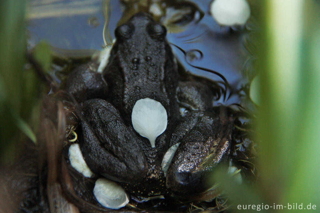 Detailansicht von Grasfrosch, Rana temporaria, mit Blütenblättern