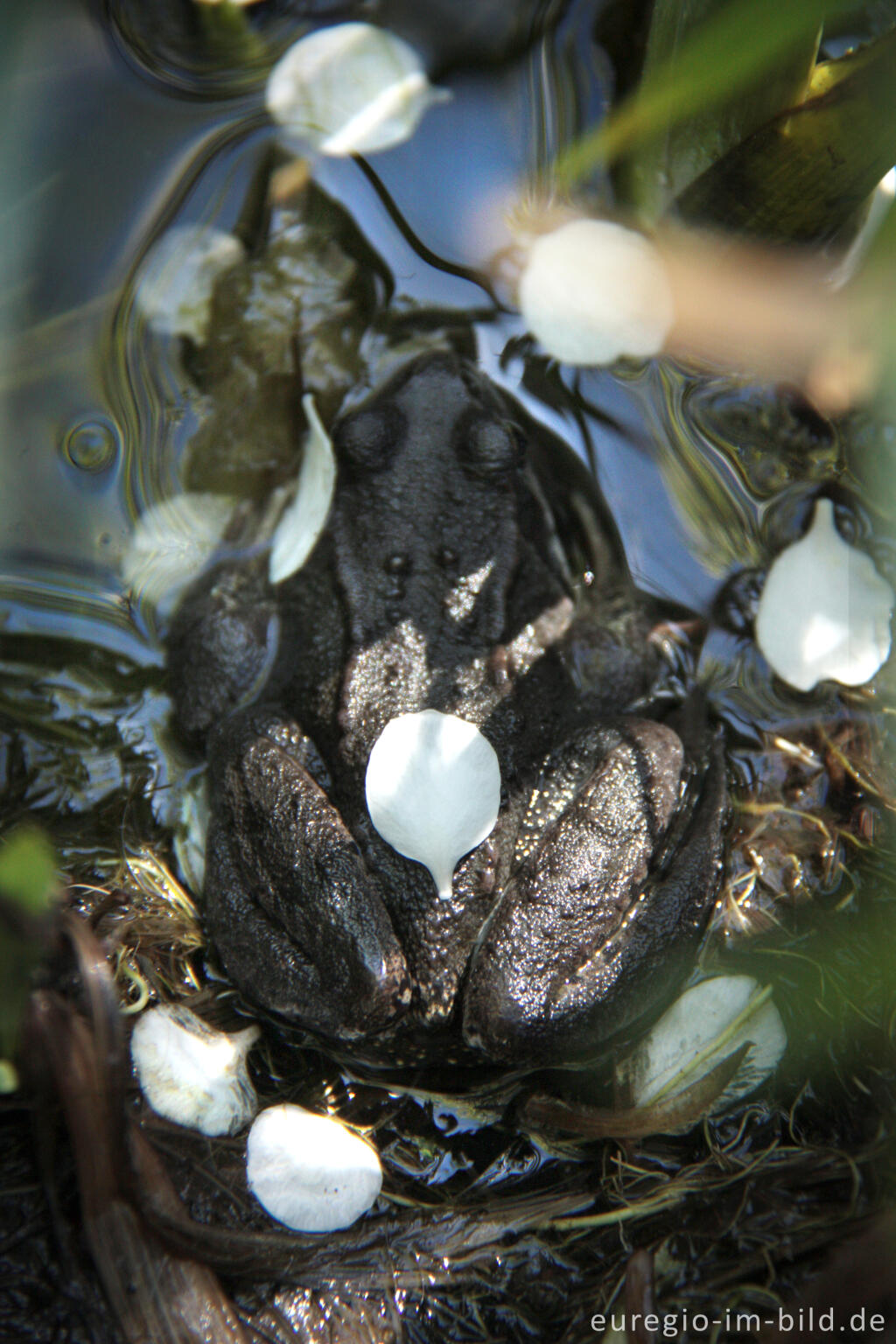 Detailansicht von Grasfrosch, Rana temporaria, mit Blütenblättern