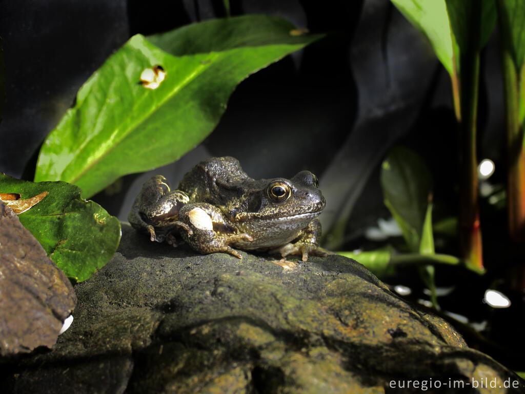 Detailansicht von Grasfrosch, Rana temporaria