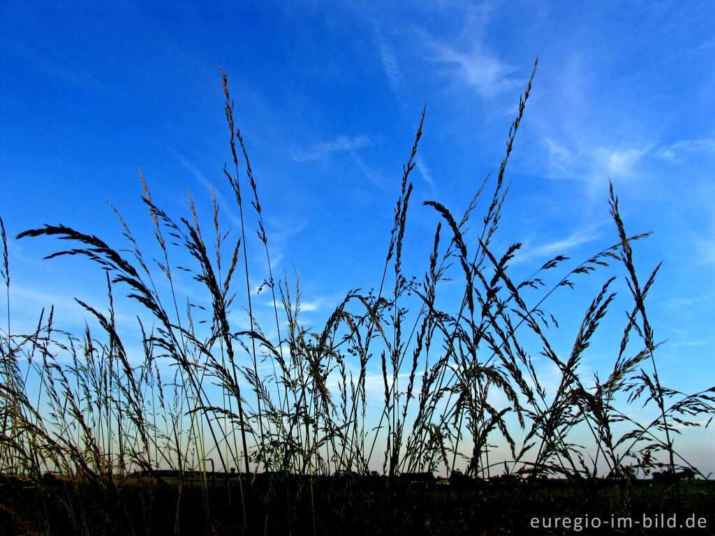 Detailansicht von Grashalme vor blauem Himmel