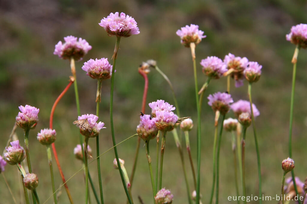 Detailansicht von Grasnelke, Armeria elongata, im NSG "Vieille Montagne-Altenberg" bei Kelmis (La Calamine)