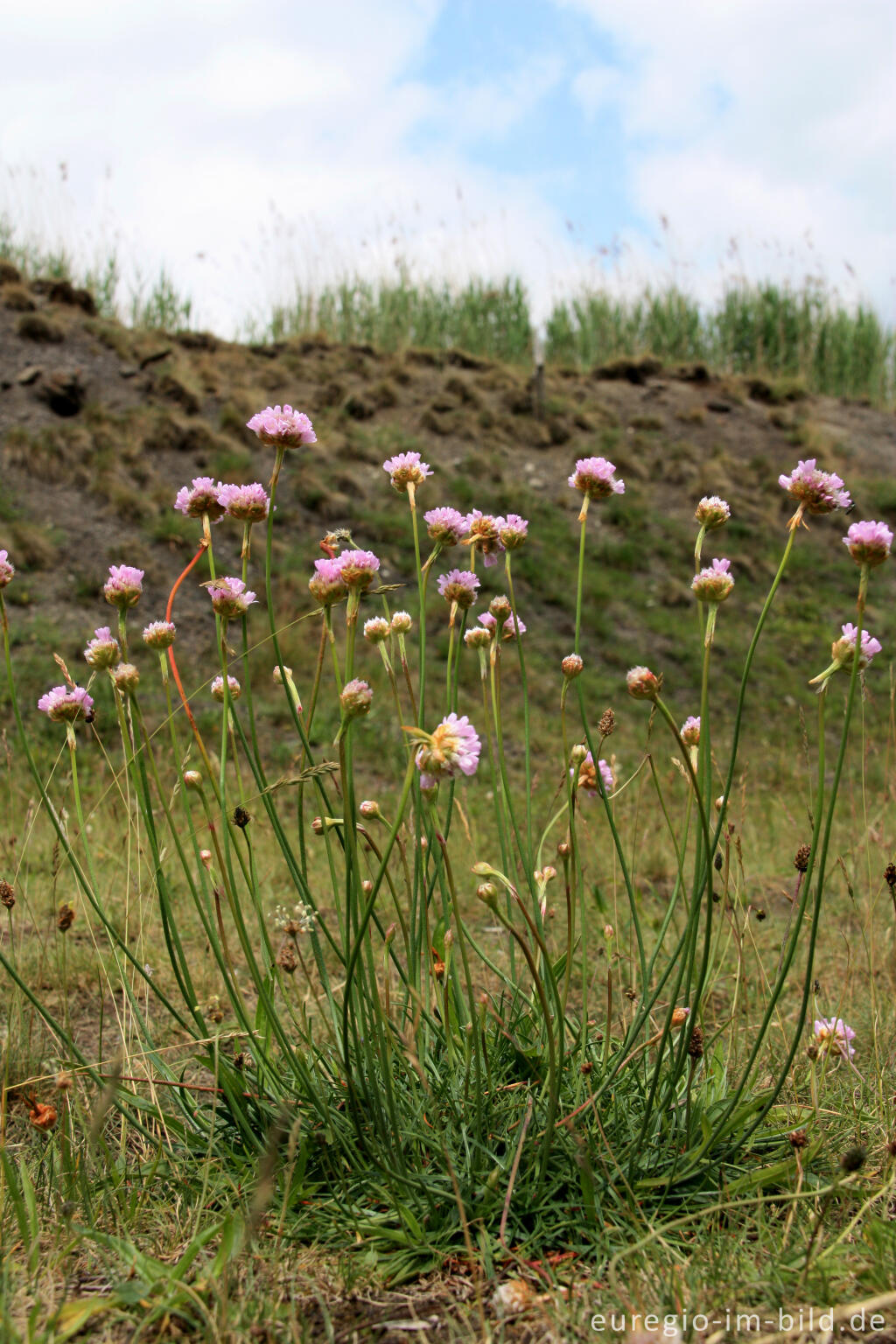 Detailansicht von Grasnelke, Armeria elongata, im NSG "Vieille Montagne-Altenberg" bei Kelmis (La Calamine)