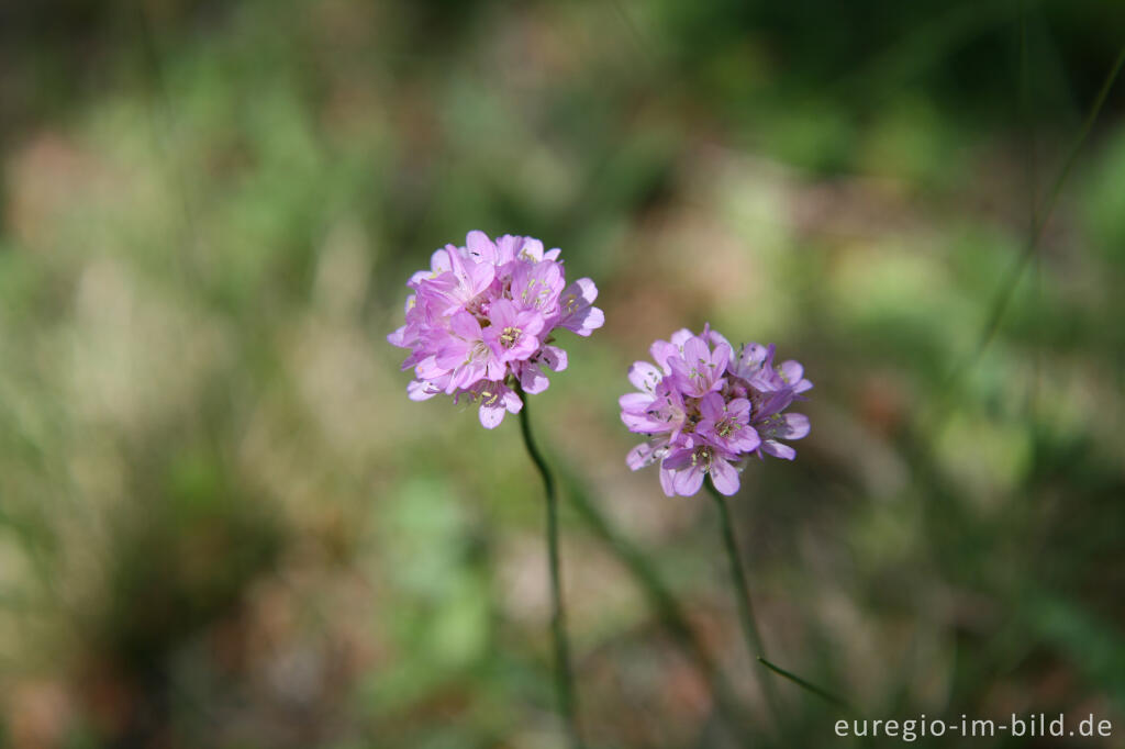 Detailansicht von Grasnelke, Armeria elongata, Schlangenberg, Nordeifel