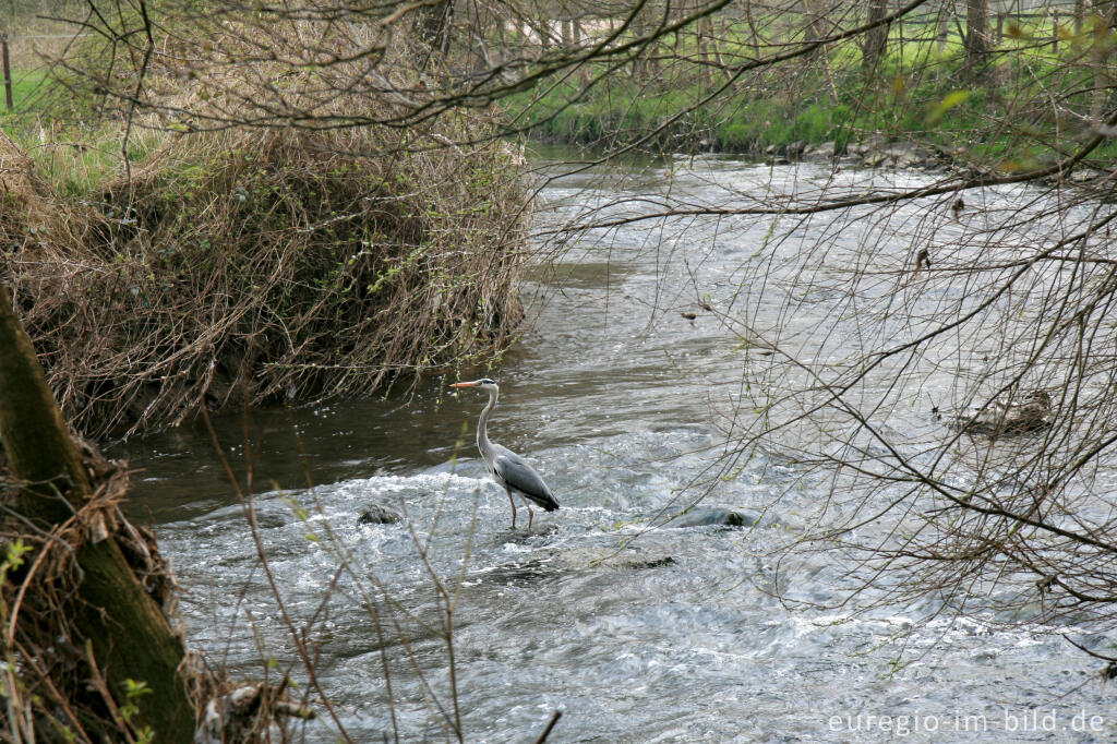 Detailansicht von Graureiher in der Wurm, in der Nähe des Teuterhofs