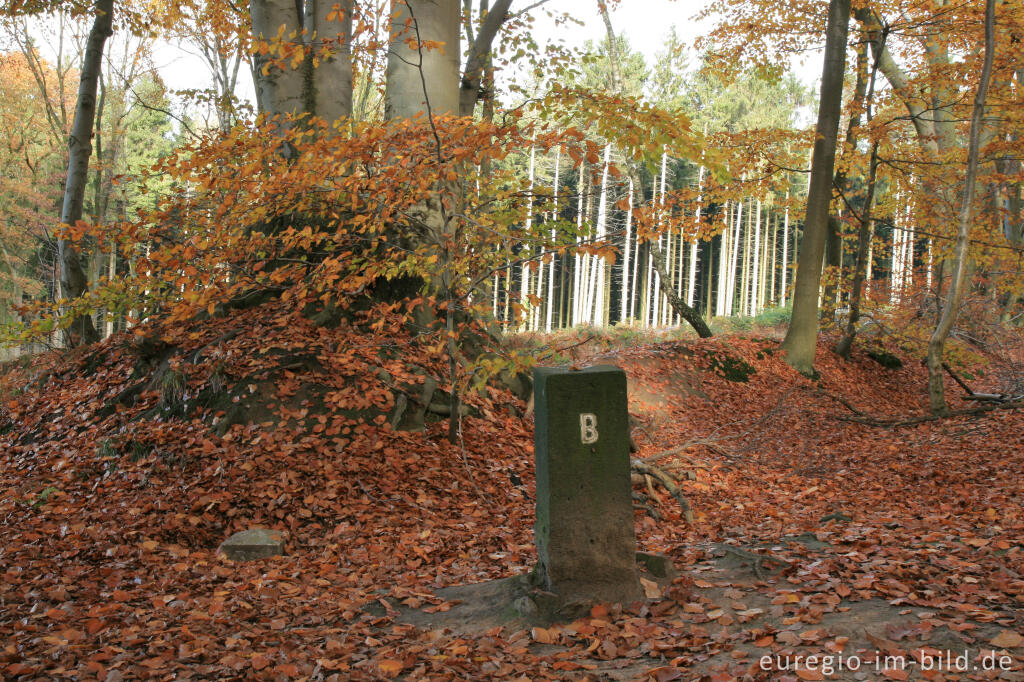 Detailansicht von Grenzstein 955 bei der Grenzroute 1 im Aachener Wald