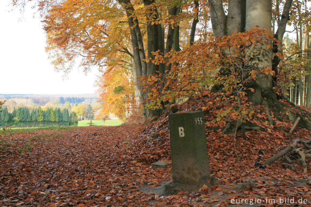 Detailansicht von Grenzstein 955 bei der Grenzroute 1 im Aachener Wald