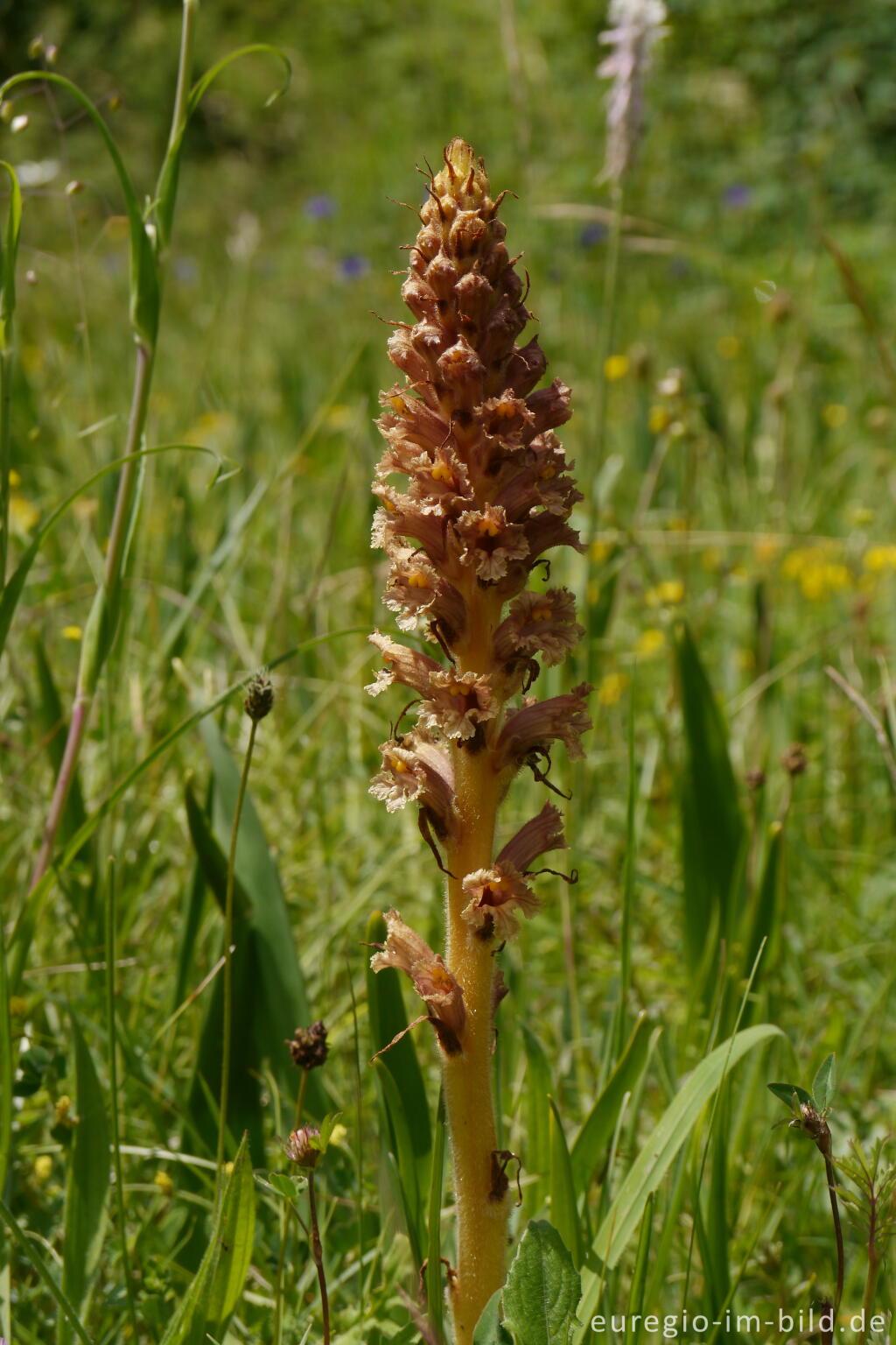 Detailansicht von Große Sommerwurz (Orobanche elatior), NSG Seidenbachtal und Froschberg