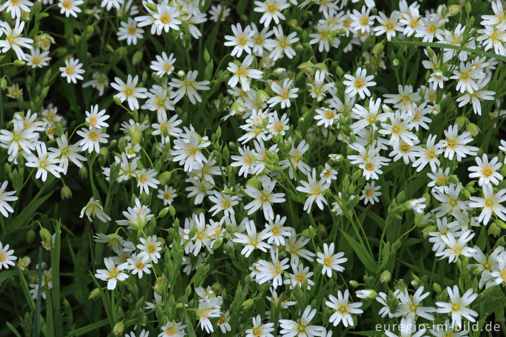 Detailansicht von Große Sternmiere, Stellaria holostea