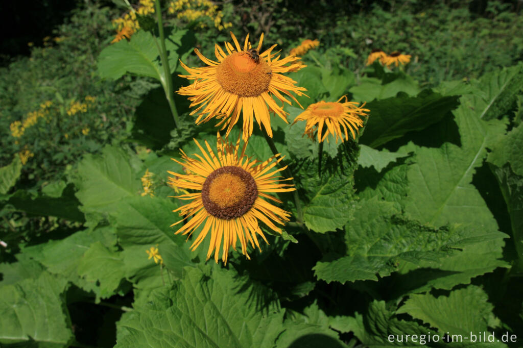 Detailansicht von Große Telekie (Telekia speciosa)