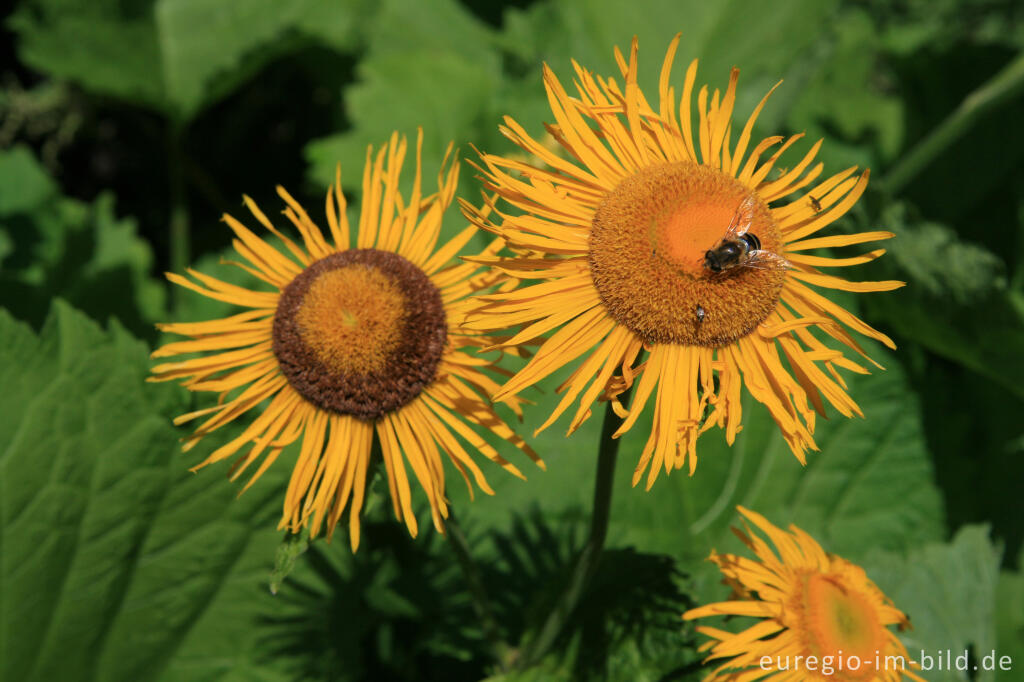 Detailansicht von Große Telekie (Telekia speciosa)