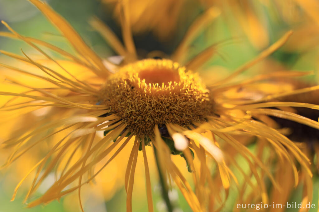 Detailansicht von Große Telekie (Telekia speciosa)