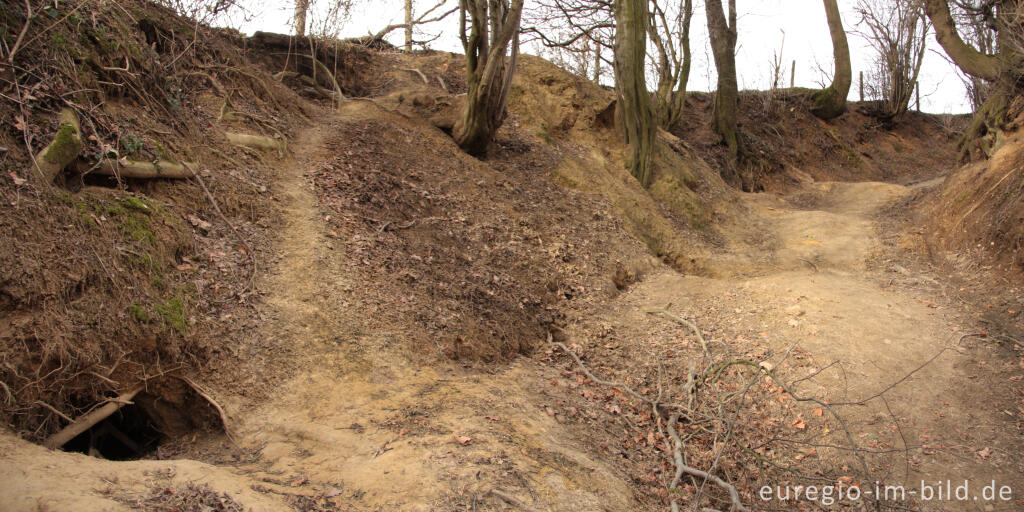 Großer Dachs- oder Fuchsbau in der Nähe von Cottessen; Geultal; NL