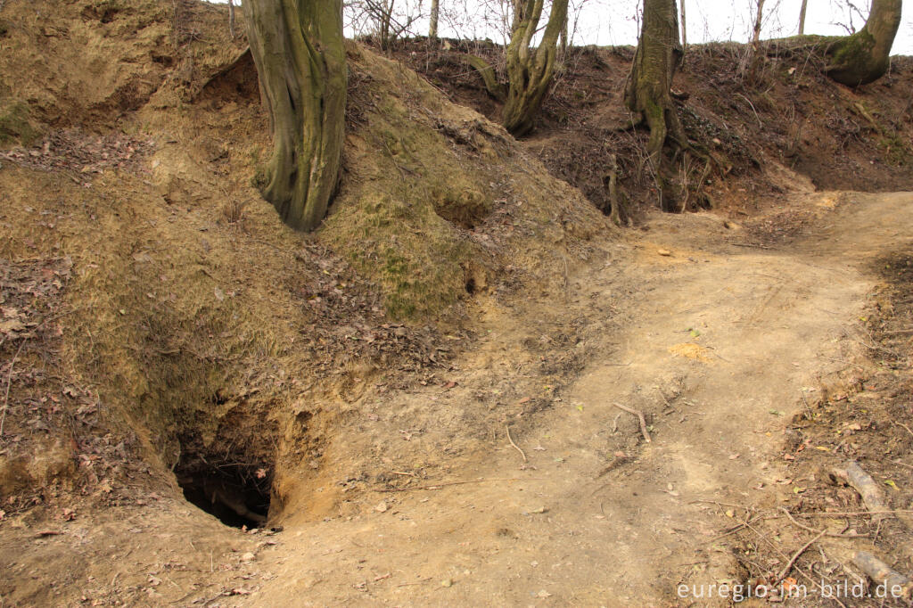 Detailansicht von Großer Dachs- oder Fuchsbau in der Nähe von Cottessen; Geultal; NL