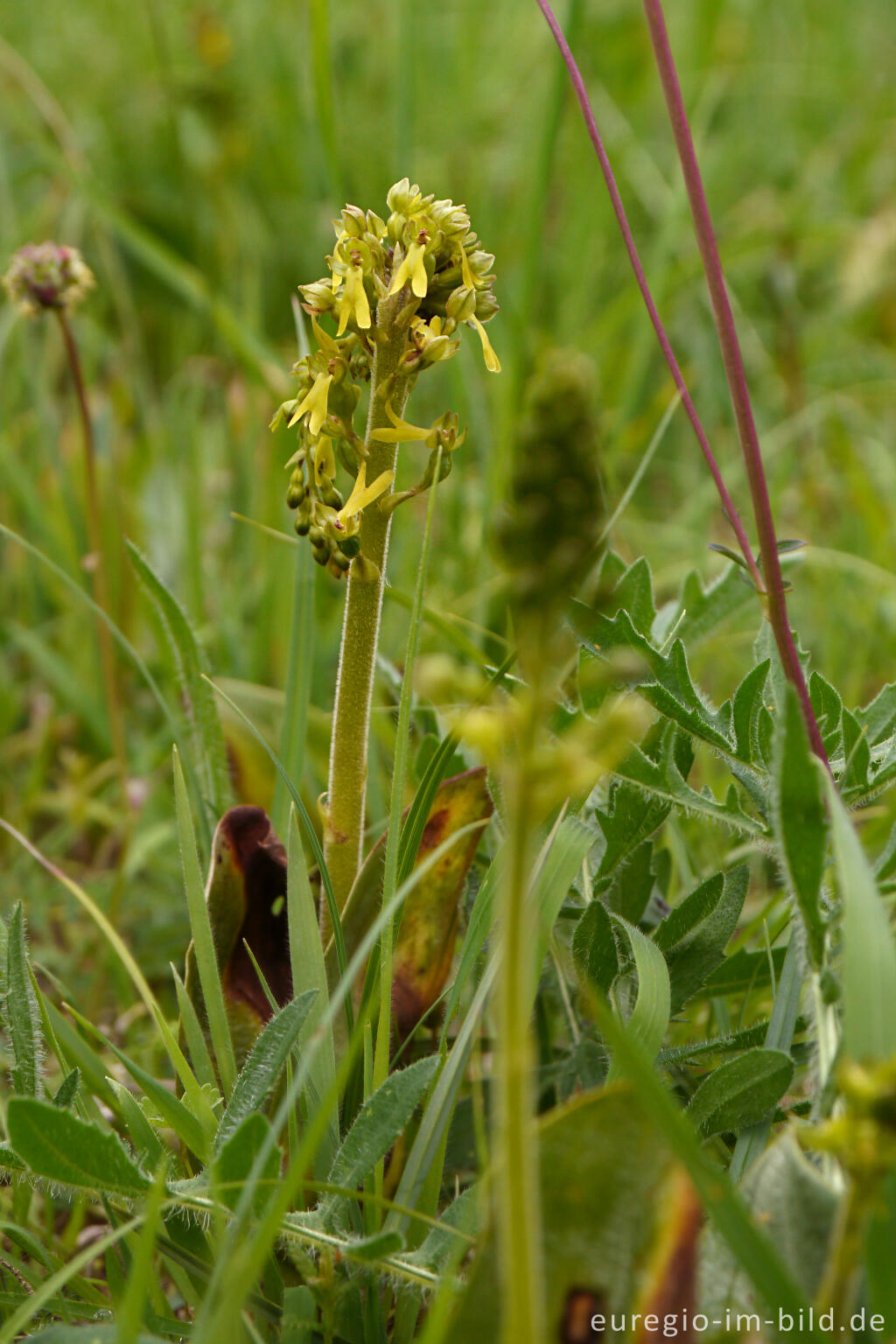 Detailansicht von Großes Zweiblatt (Listera ovata), NSG Seidenbachtal und Froschberg