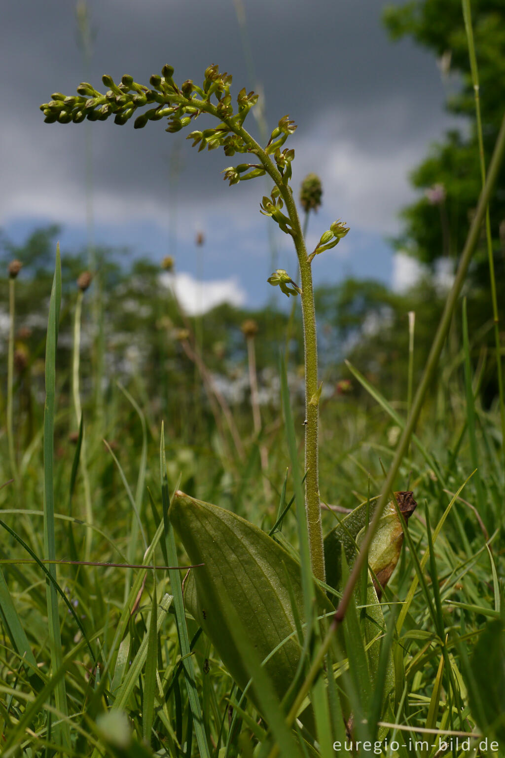 Detailansicht von Großes Zweiblatt (Listera ovata), NSG Seidenbachtal und Froschberg