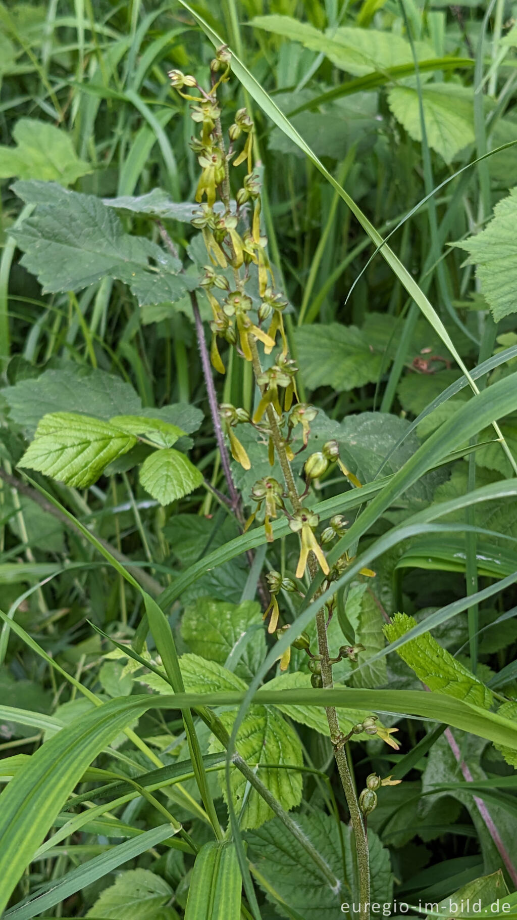 Detailansicht von Großes Zweiblatt (Listera ovata), NSG Seidenbachtal und Froschberg