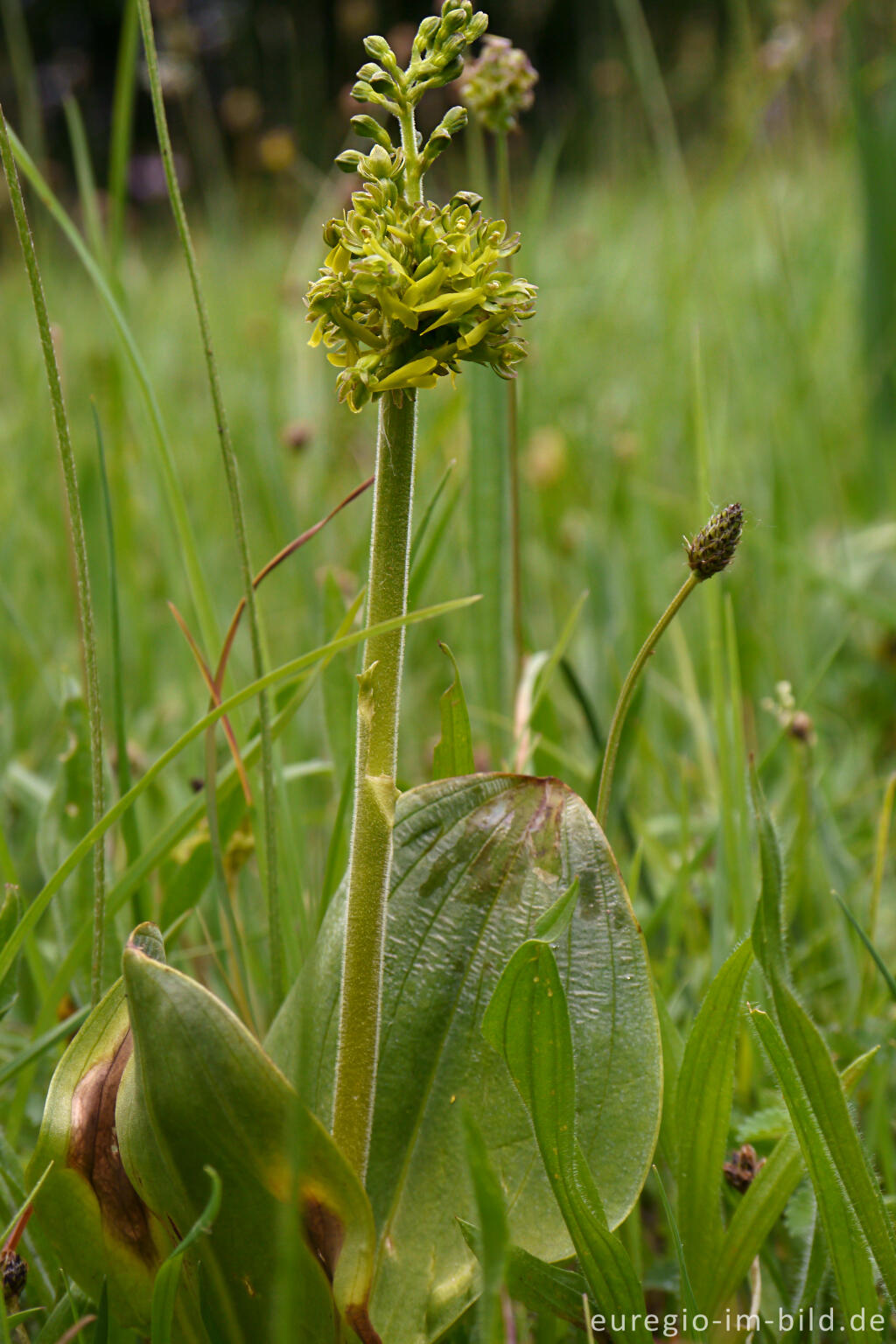 Detailansicht von Großes Zweiblatt (Listera ovata), NSG Seidenbachtal und Froschberg