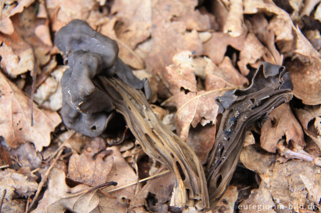 Detailansicht von Grubenlorchel, Helvella lacunosa