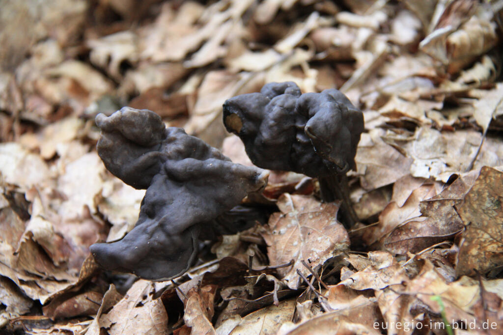 Detailansicht von Grubenlorchel, Helvella lacunosa