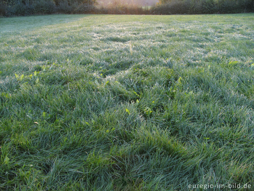 Detailansicht von grüne Wiese im Abendlicht