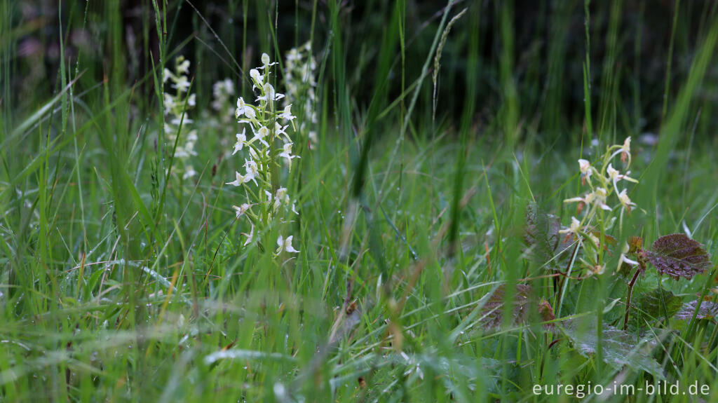 Detailansicht von Grünliche Waldhyazinthe (Platanthera chlorantha)