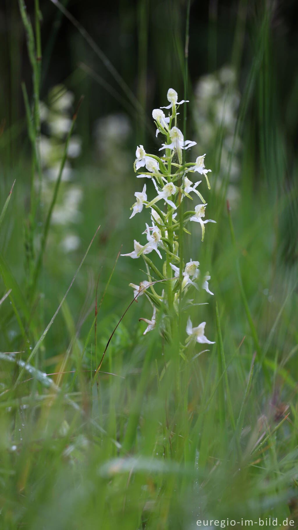 Detailansicht von Grünliche Waldhyazinthe (Platanthera chlorantha)