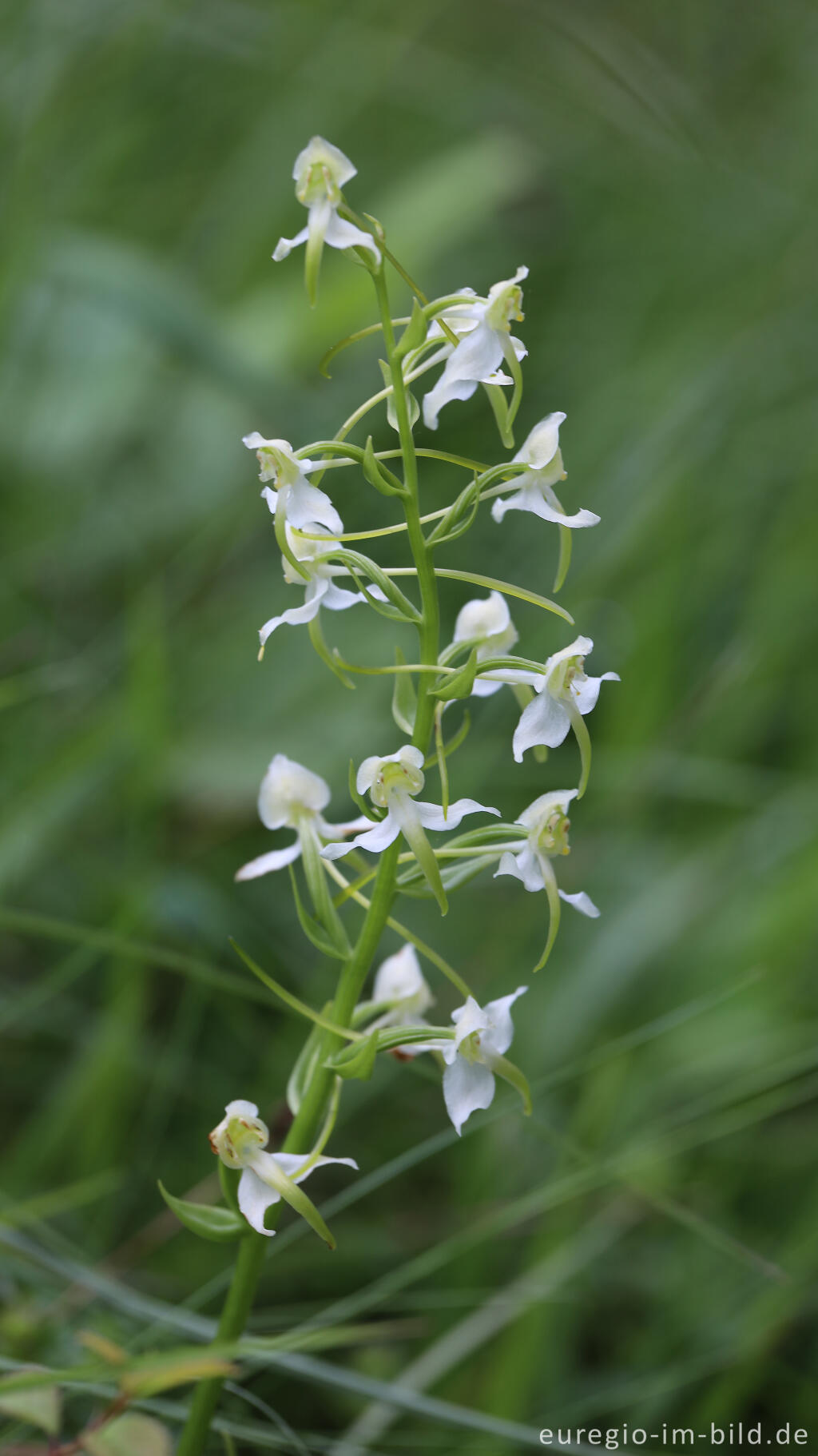 Detailansicht von Grünliche Waldhyazinthe (Platanthera chlorantha)