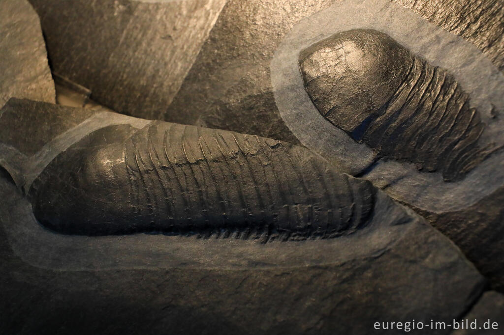 Detailansicht von Häutungsreste von Wendorfia planus planus, Trilobiten (Gliederfüßler) aus dem Moselschiefer