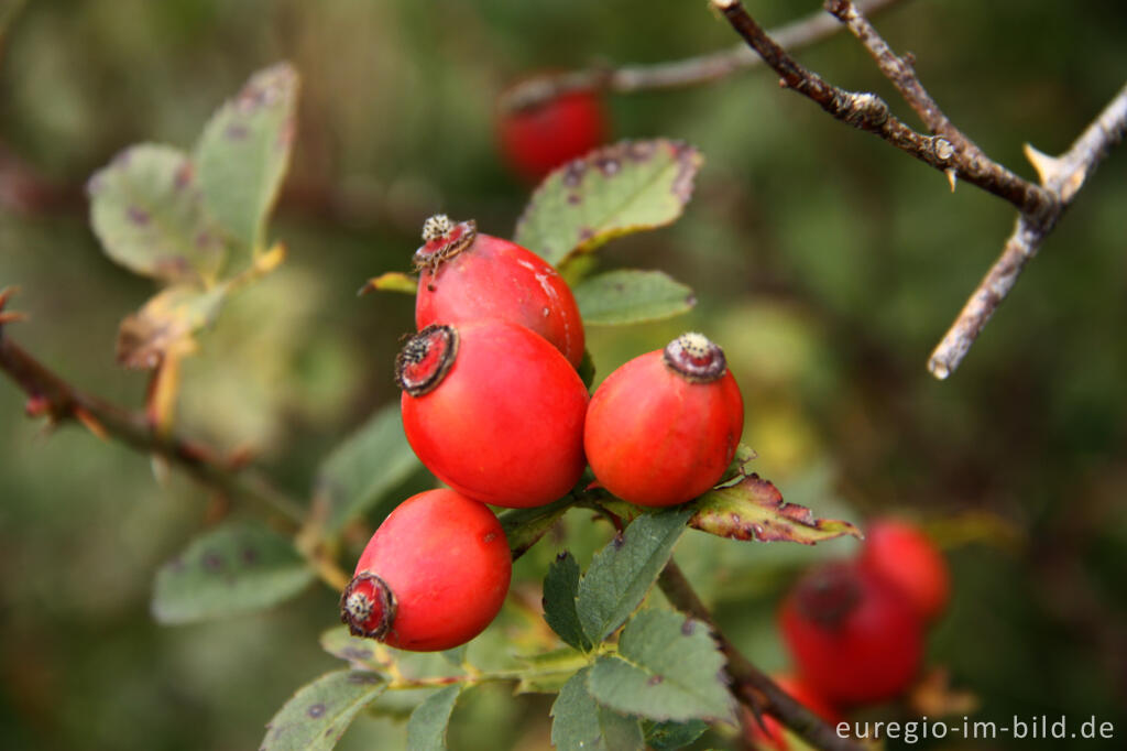 Hagebutten, Früchte der Heckenrose, Rosa canina