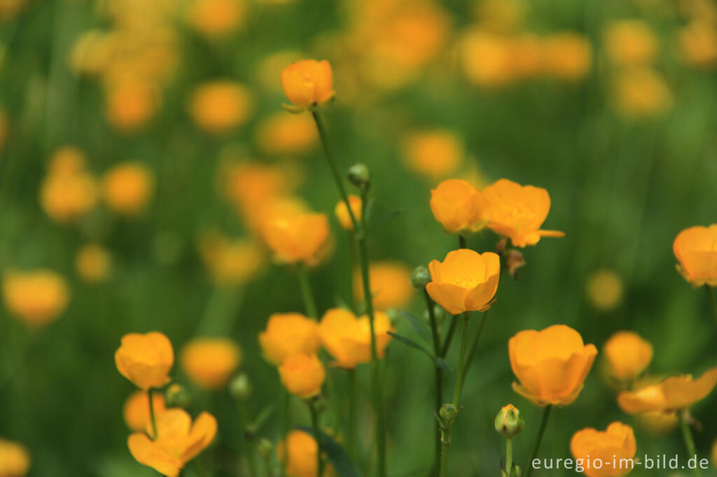 Detailansicht von Hahnenfuß, Ranunculus