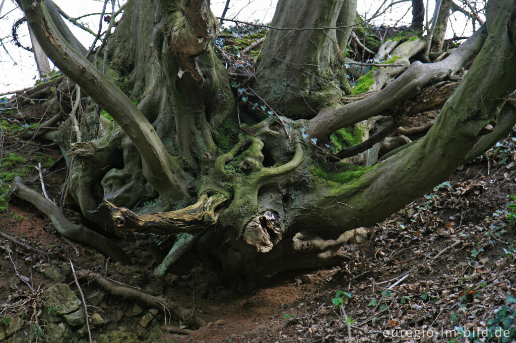 Detailansicht von Hainbuche im Klauserwäldchen