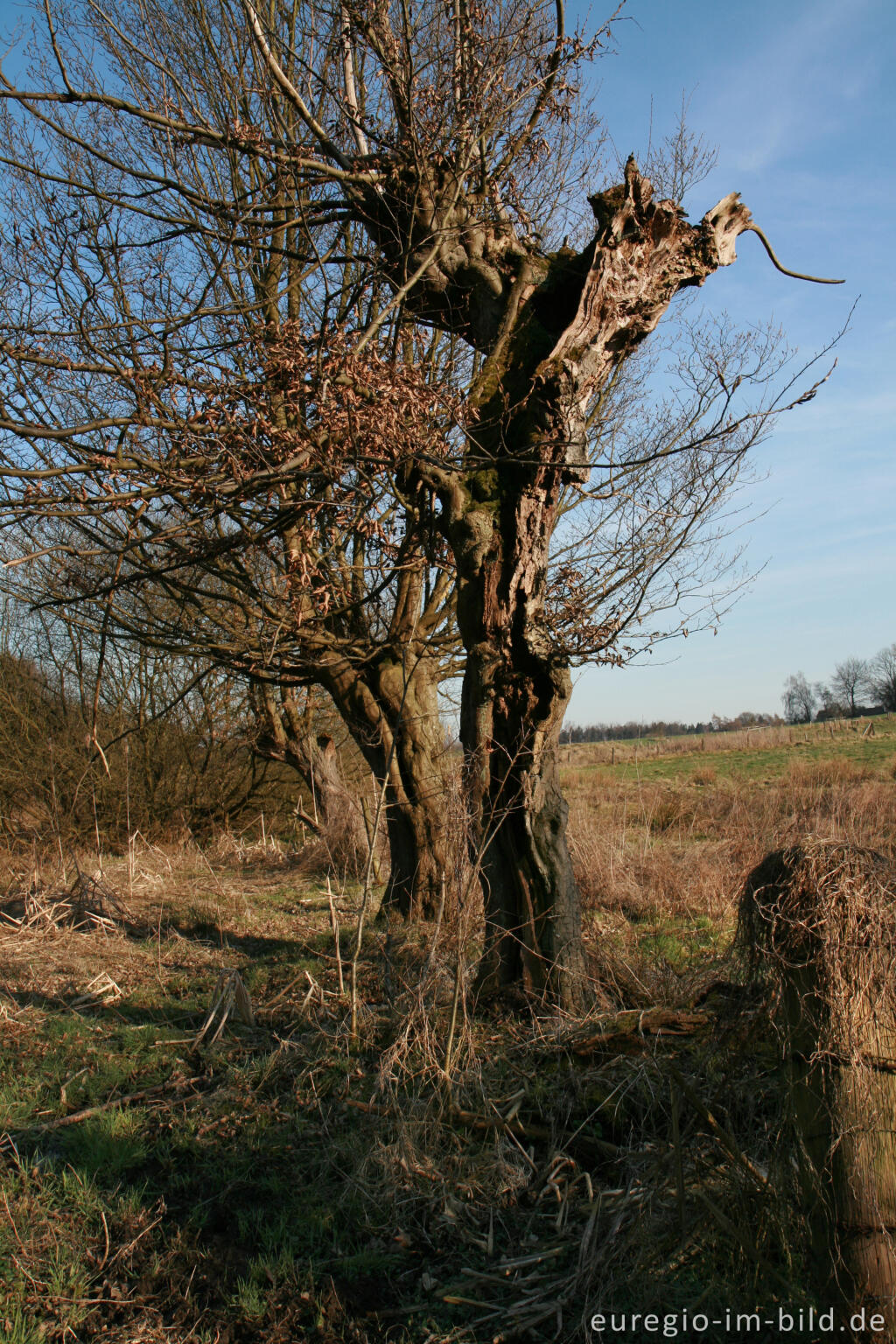 Detailansicht von Hainbuchen im Unteren Broichbachtal, Herzogenrath - Noppenberg