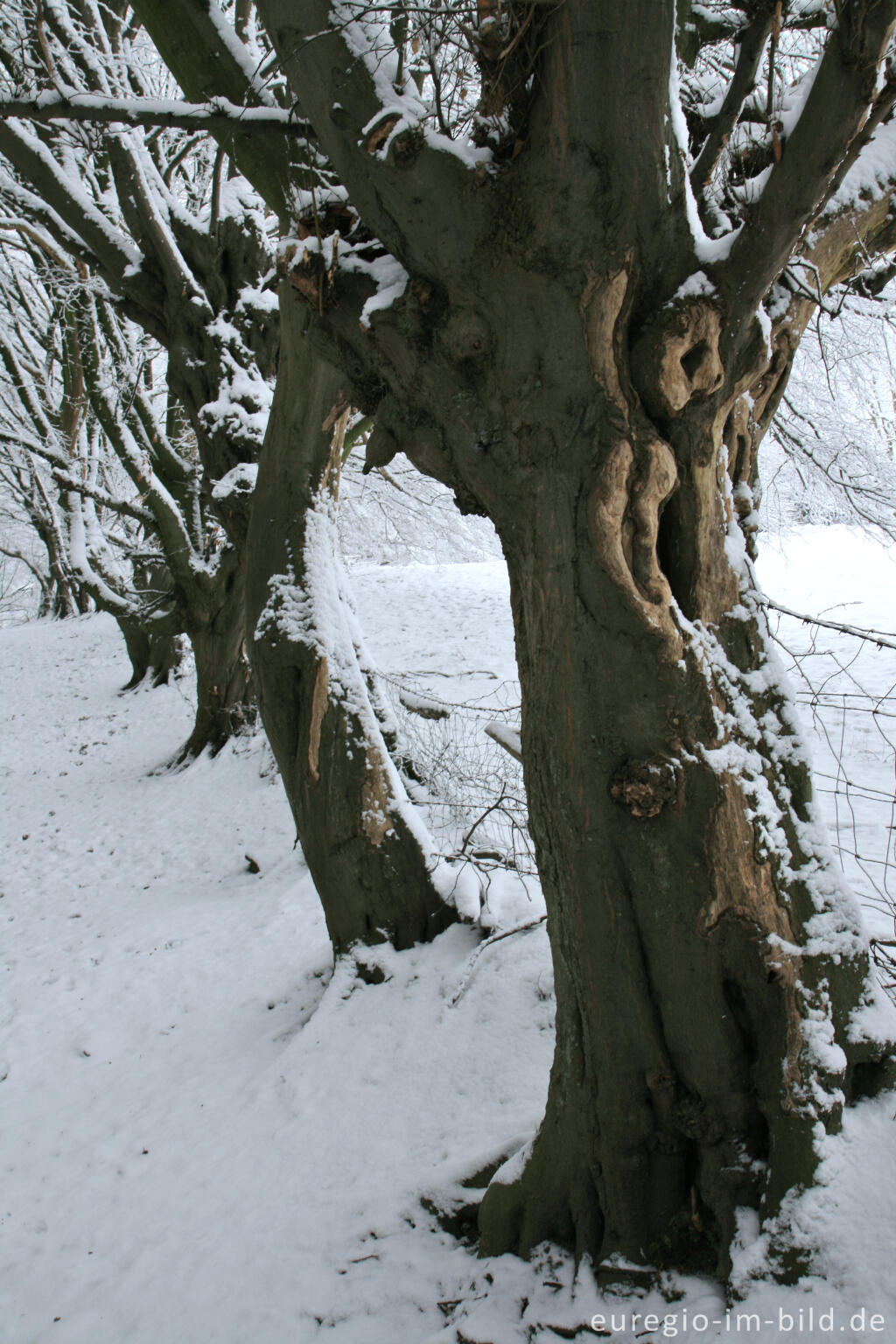 Detailansicht von Hainbuchenreihe, Wurmtal bei Klinkheide