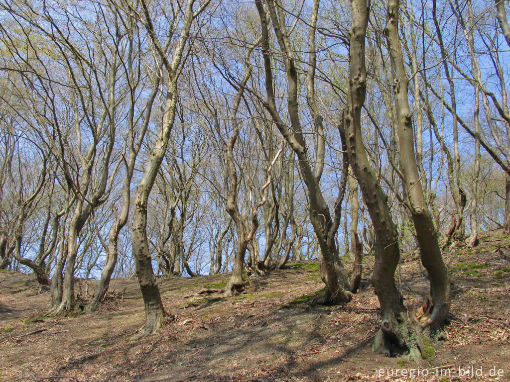 Detailansicht von Hainbuchenwald im Wurmtal bei der Pumpermühle, Würselen