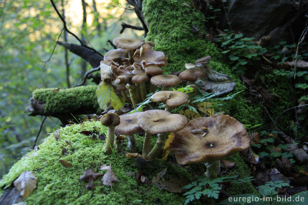 Detailansicht von Hallimasch, Armillaria mellea