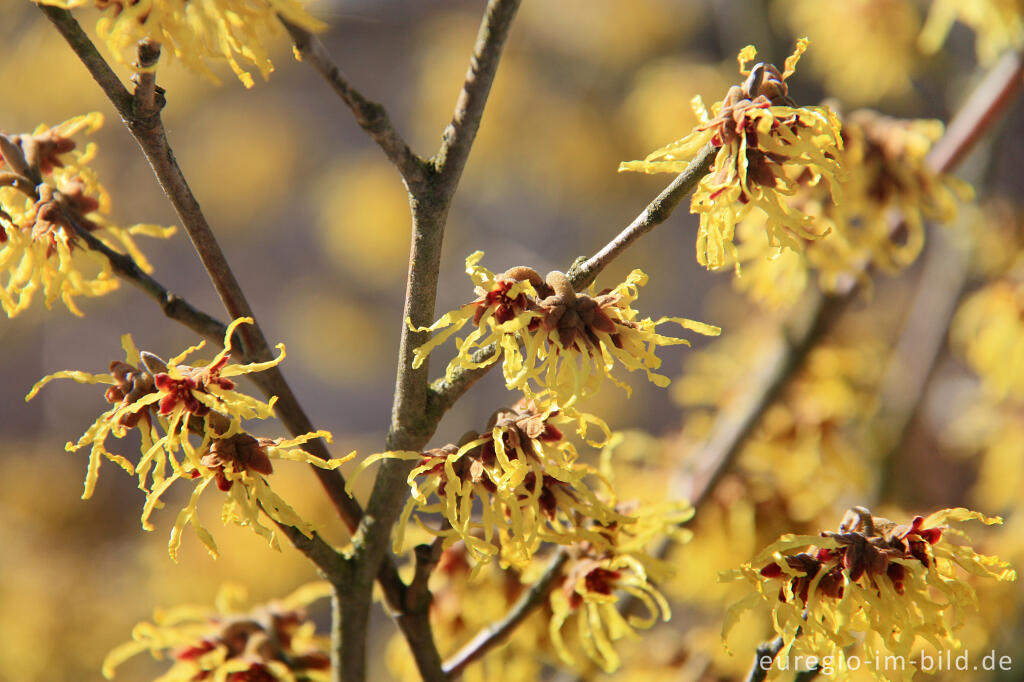 Detailansicht von Hamamelis oder virginische Zaubernuss 