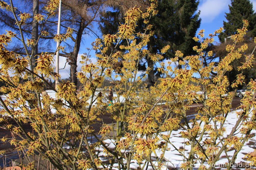 Detailansicht von Hamamelis oder virginische Zaubernuss 