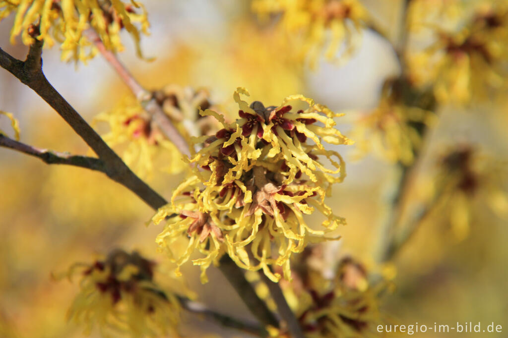 Detailansicht von Hamamelis oder virginische Zaubernuss 