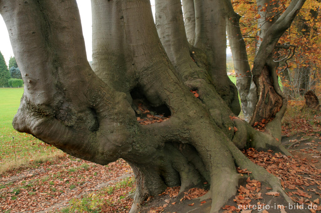 Detailansicht von Harfenbuchen bei der Aachener Landwehr, Aachen-Köpfchen